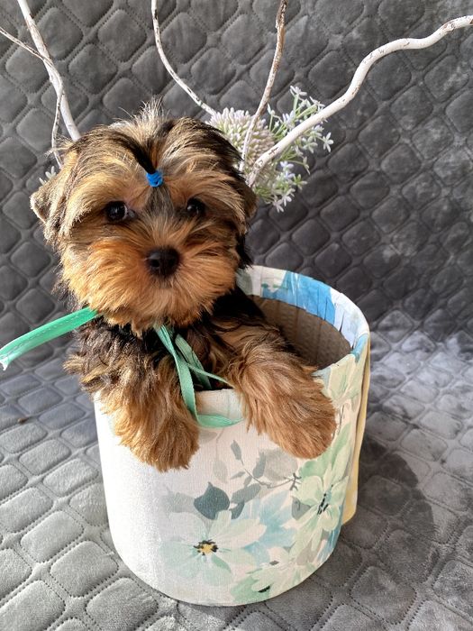 Йорки гарнесенькі