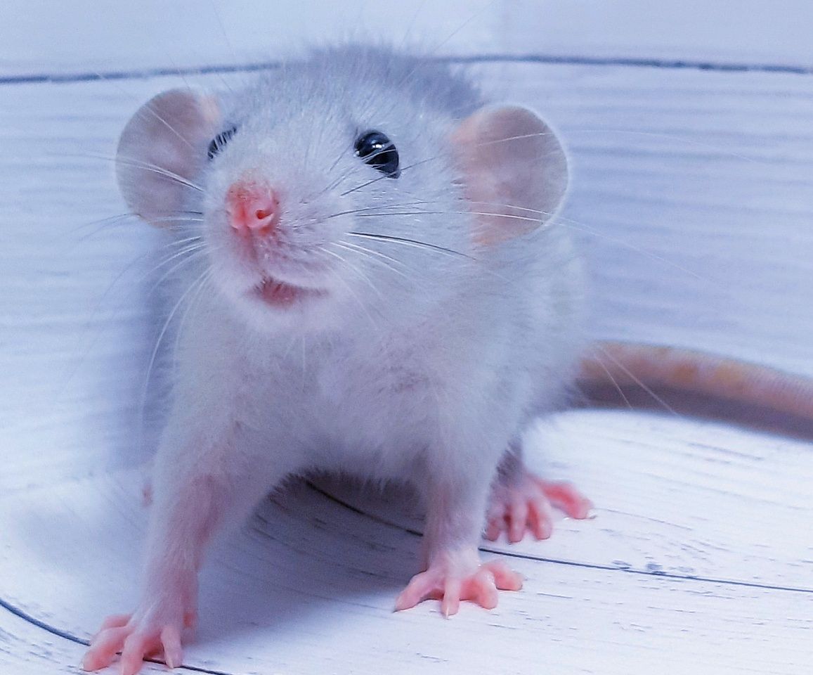 Крысы,крысята дамбо,крыски,клетки,корма,аксессуары