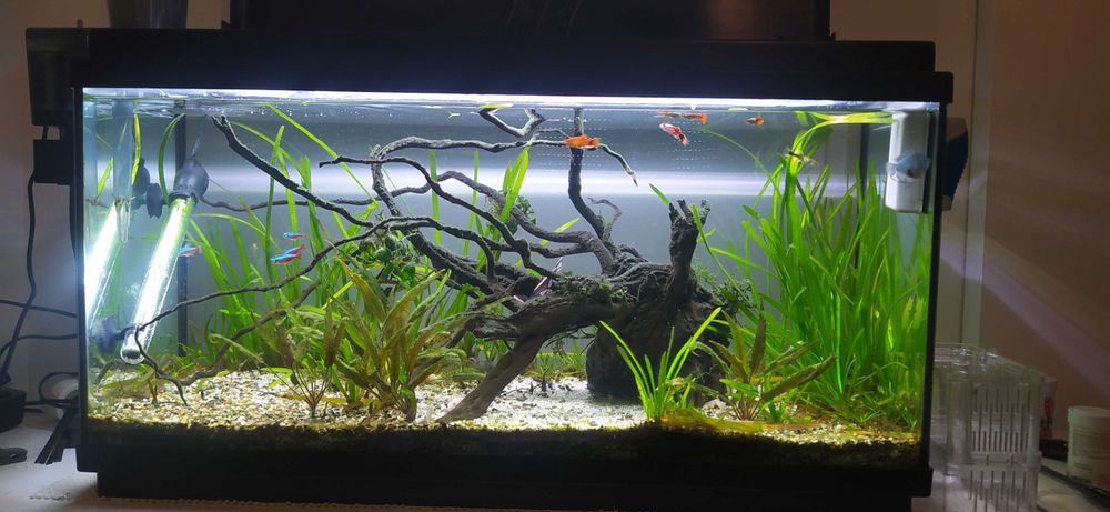 Aquário completo 90litros, 1 ano de uso