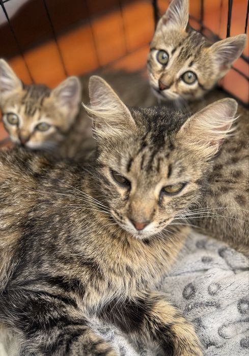 Gatas para adoção responsavel