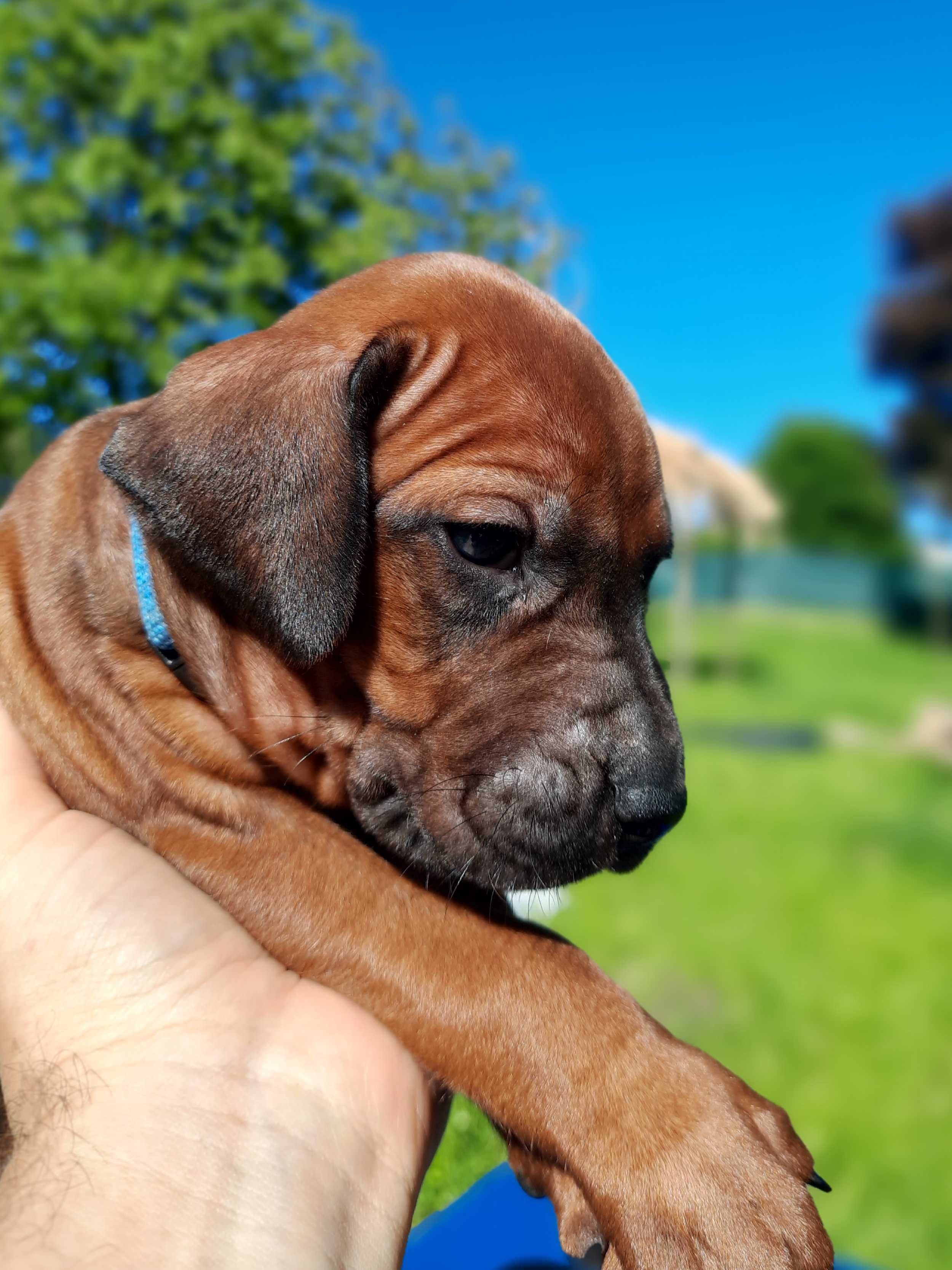 Szczeniak Rhodesian Ridgeback - afrykańskie linie hodowlane