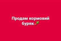 Кормовий буряк