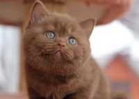 британські кошенята від породистих батьків ,з красивим окрасом