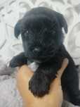 Yorkshire Terrier, Black, pies