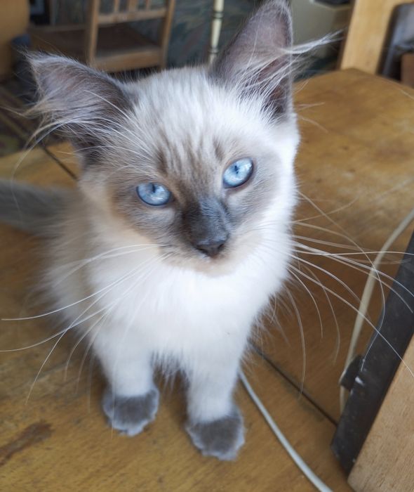 Підрощений тайський котик