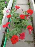 Supertunia vista