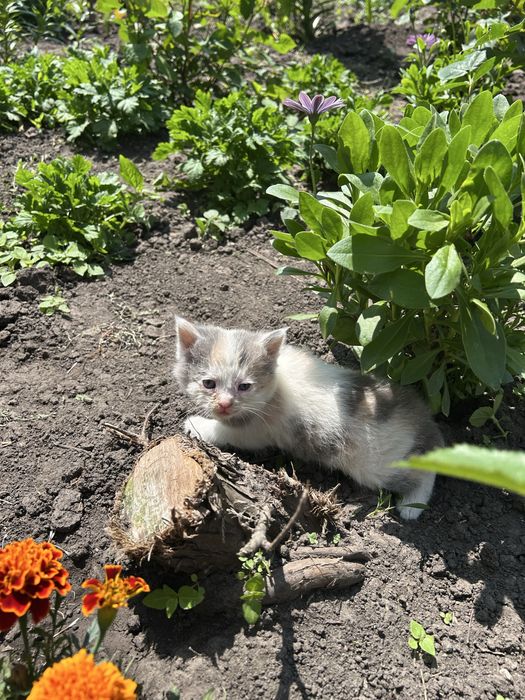 Віддаємо кошенят у добрі руки БЕЗКОШТОВНО