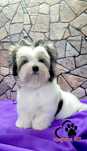 Piesek Biewer Yorkshire terrier - słodki, rod ZKwP=FCI
