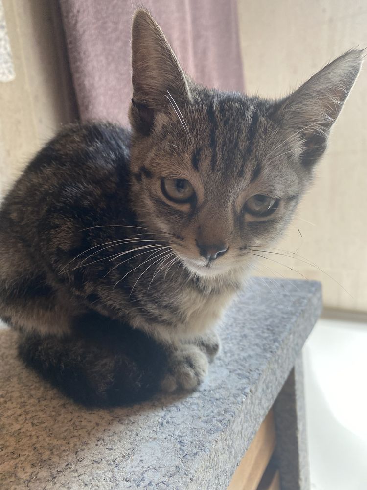 Dou gatos bebes zona abragao/penafiel