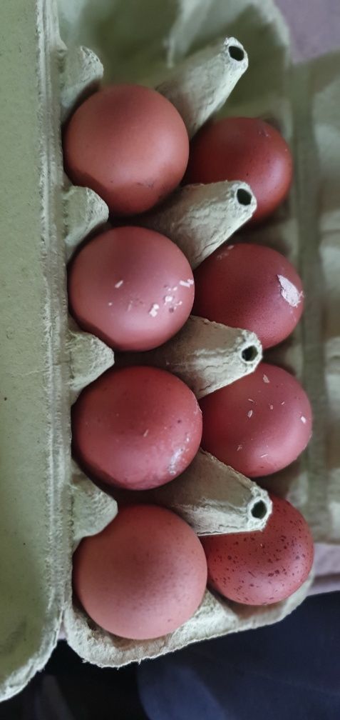 Яйця інкубаційні Марана, крашанки