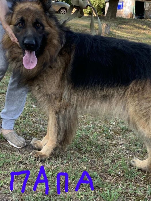 Продаются щенки  Немецкой Овчарки