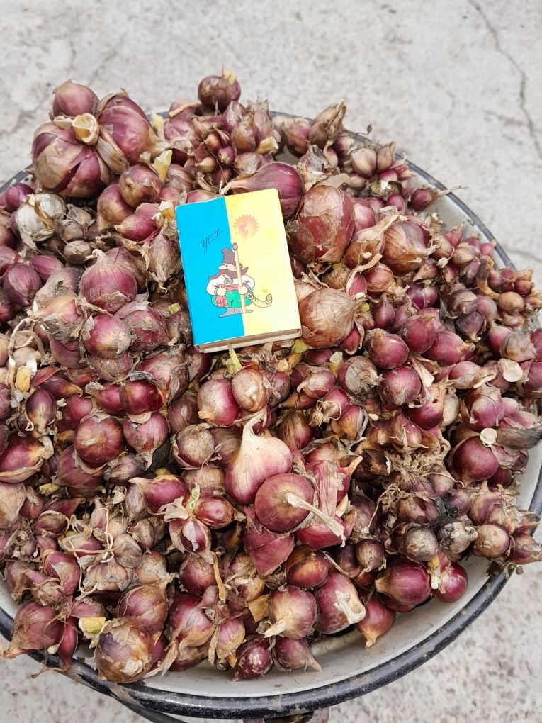 Продам цибулю Єгипетську,  багатоярусну, крокуючу  (лук многоярусный)
