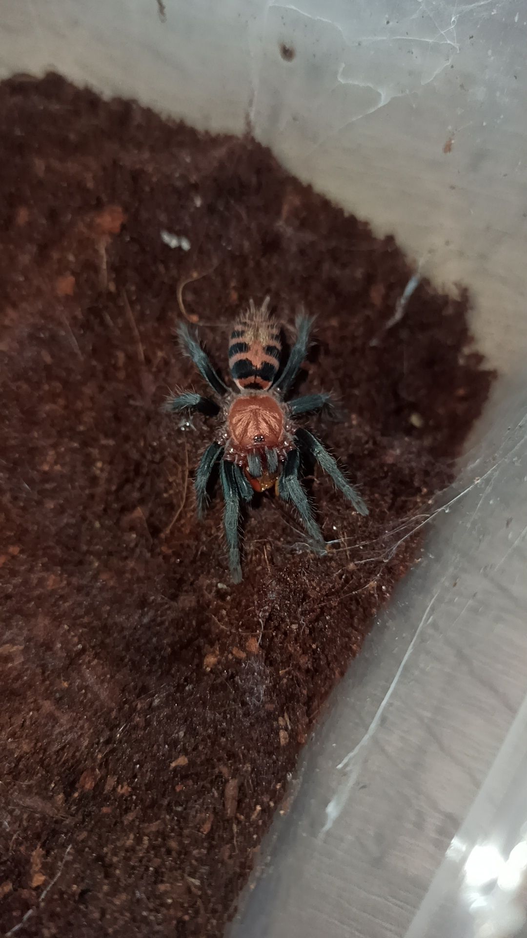 Davus pentaloris