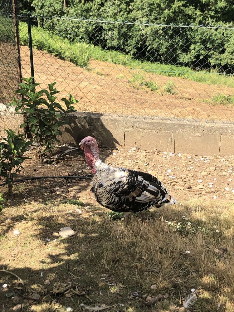 Animais de quinta