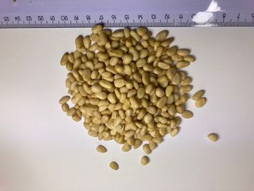 Pini orzechy łuskane 5 kg opakowanie zbiorcze import Piniowe cedrowe