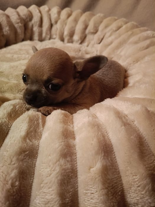 Chihuahua suczka