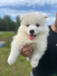 Samoyed, Samojed. Szczeniak. Suczka pies. Zkwp FCI Gotowa/y do odbioru
