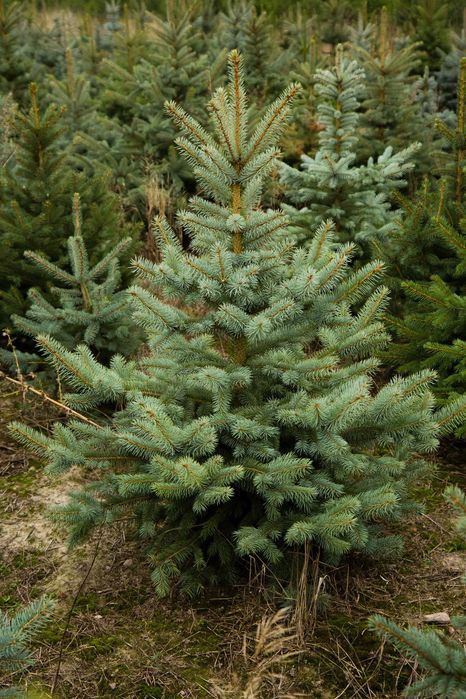 Świerk srebrny 70-90 cm kopany z korzeniami - W DONICZCE - ŚWIĄTECZNY