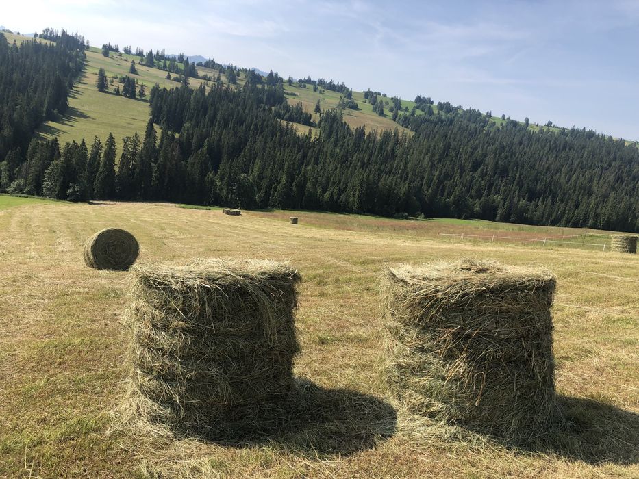 Sprzedam siano suche w belach