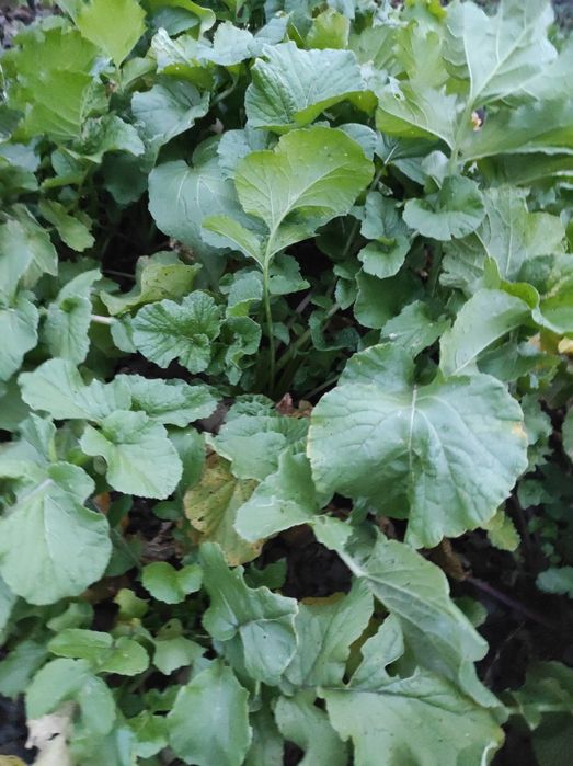 Продам  редьку(черную,белую)