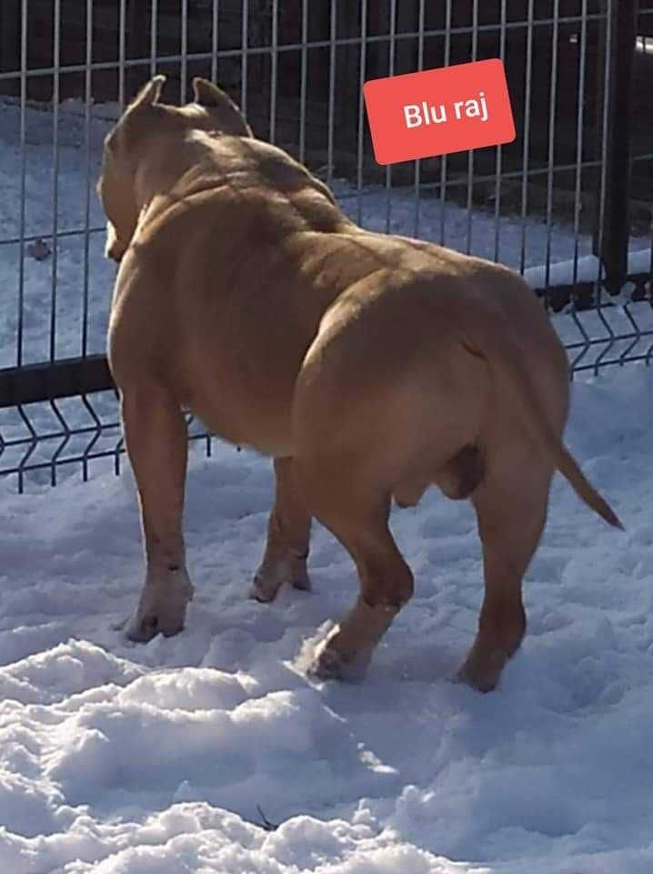 Amstaff bardzo  mocny ,przebadany jedyny taki !