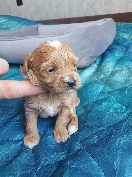 Мальтіпу F2 цуценята 700$ безкоштовна доставка по Львову