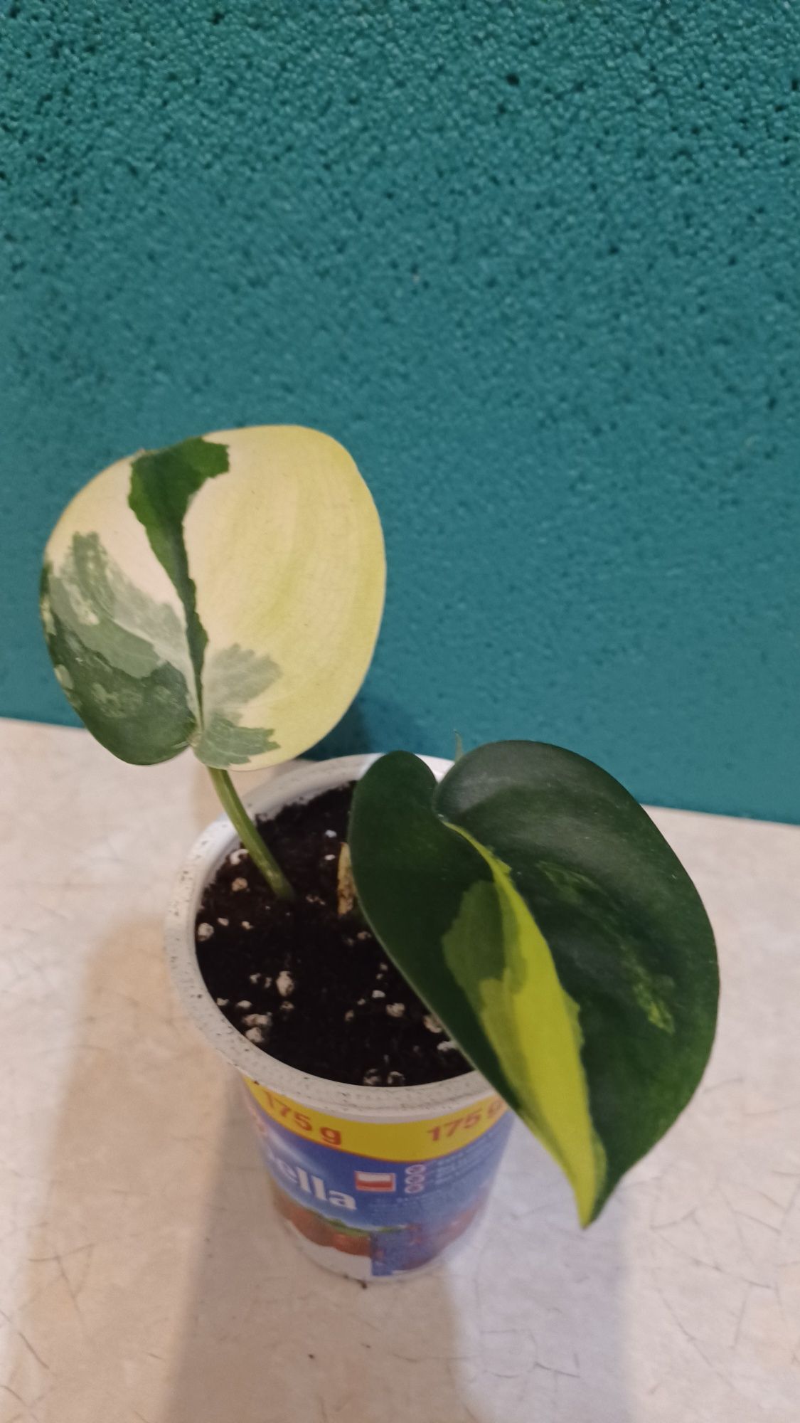 Scindapsus jade satin variegata