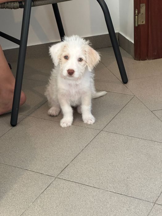 Doacao de cadela bebé