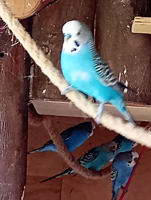 Papużki faliste ...