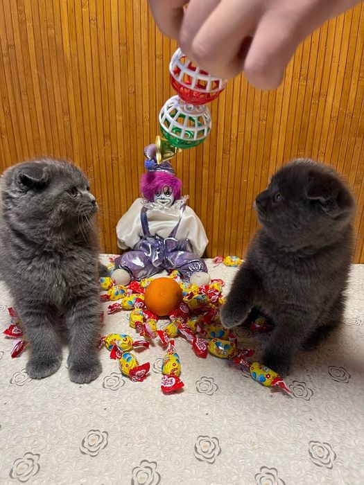 Котята британцы.