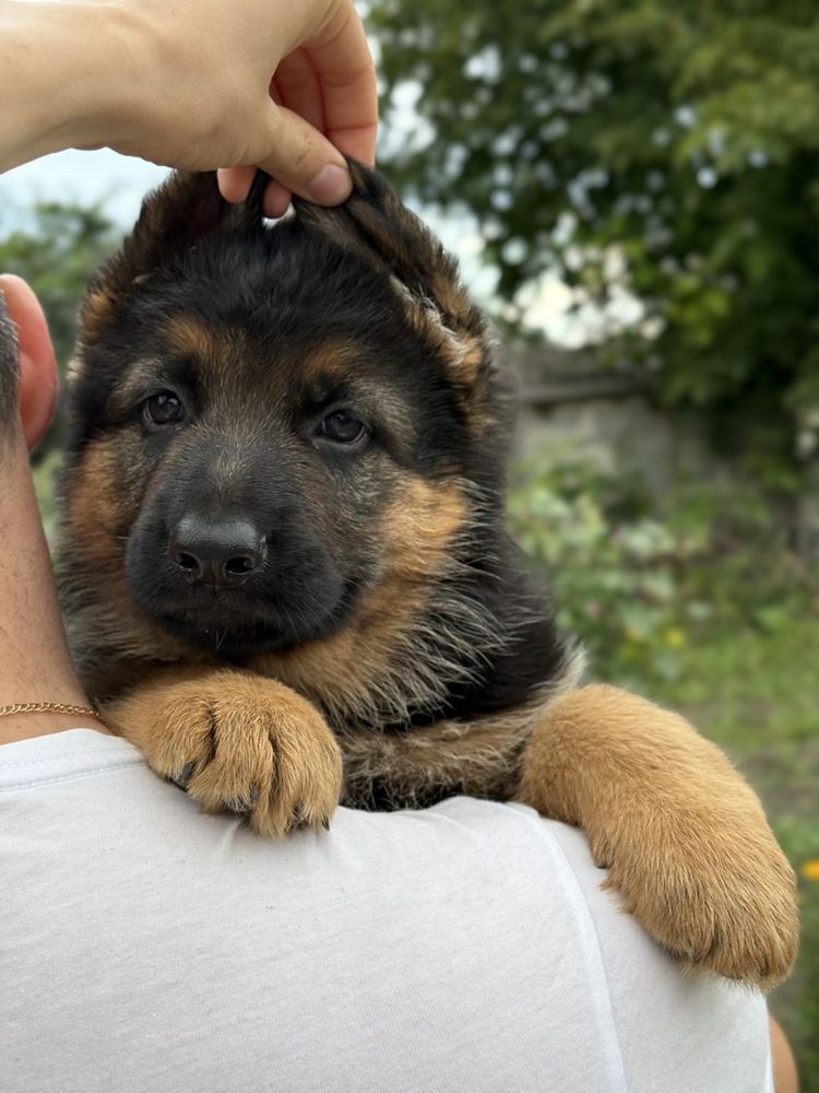Елітні щенки німецької вівчарки