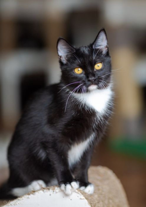 Панда, кошка черно белая, 2 года