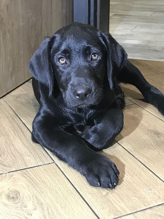 Щенки Лабрадор ретривер