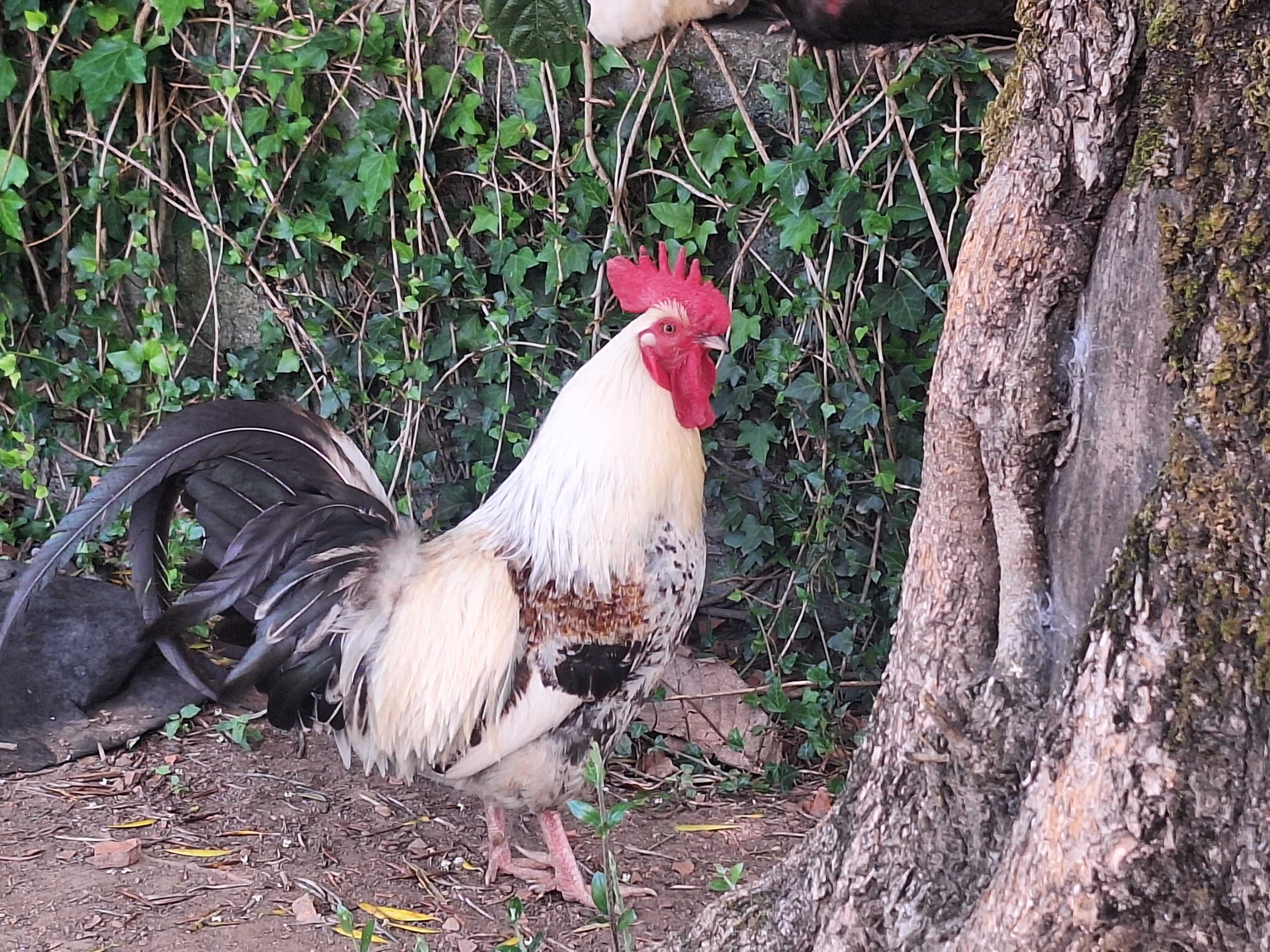 Garnizo criação caseira
