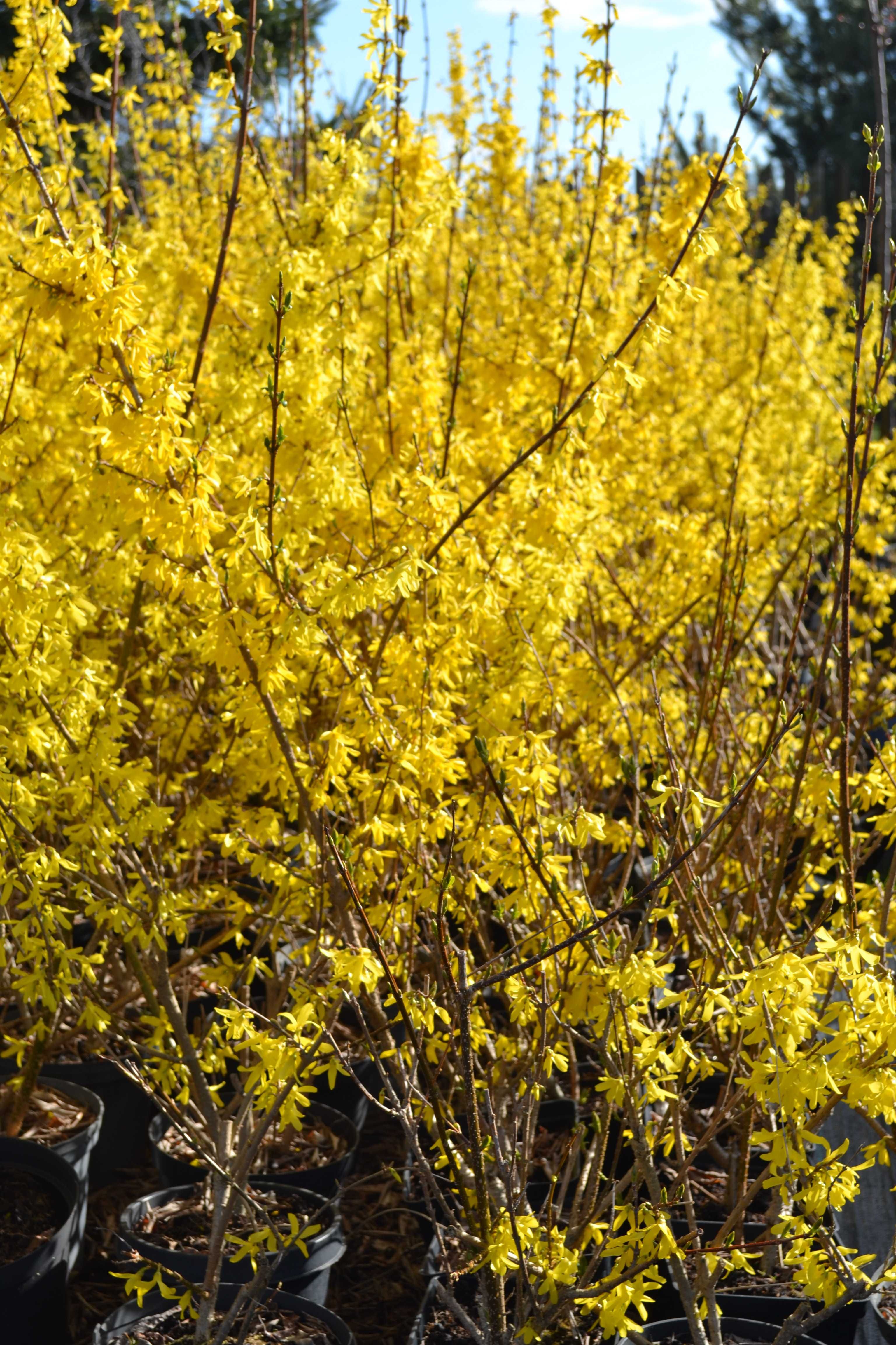 forsycja pośrednia, 6-8 młodych pędów  30-40 cm