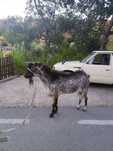 Vendo Chibo grande