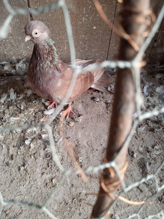 Gołębie zamojskie -zamiana