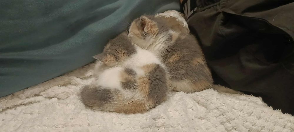 Urocze trikolorki do adopcji