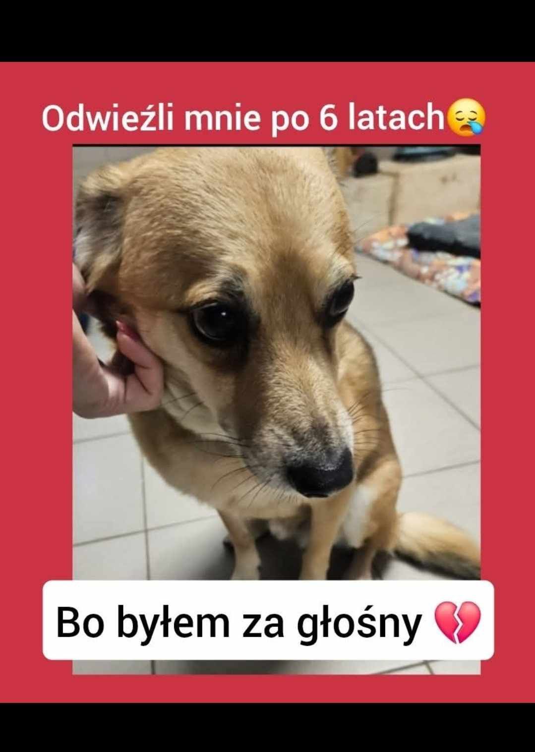 Zrozpaczony Maksiu prosi o dom