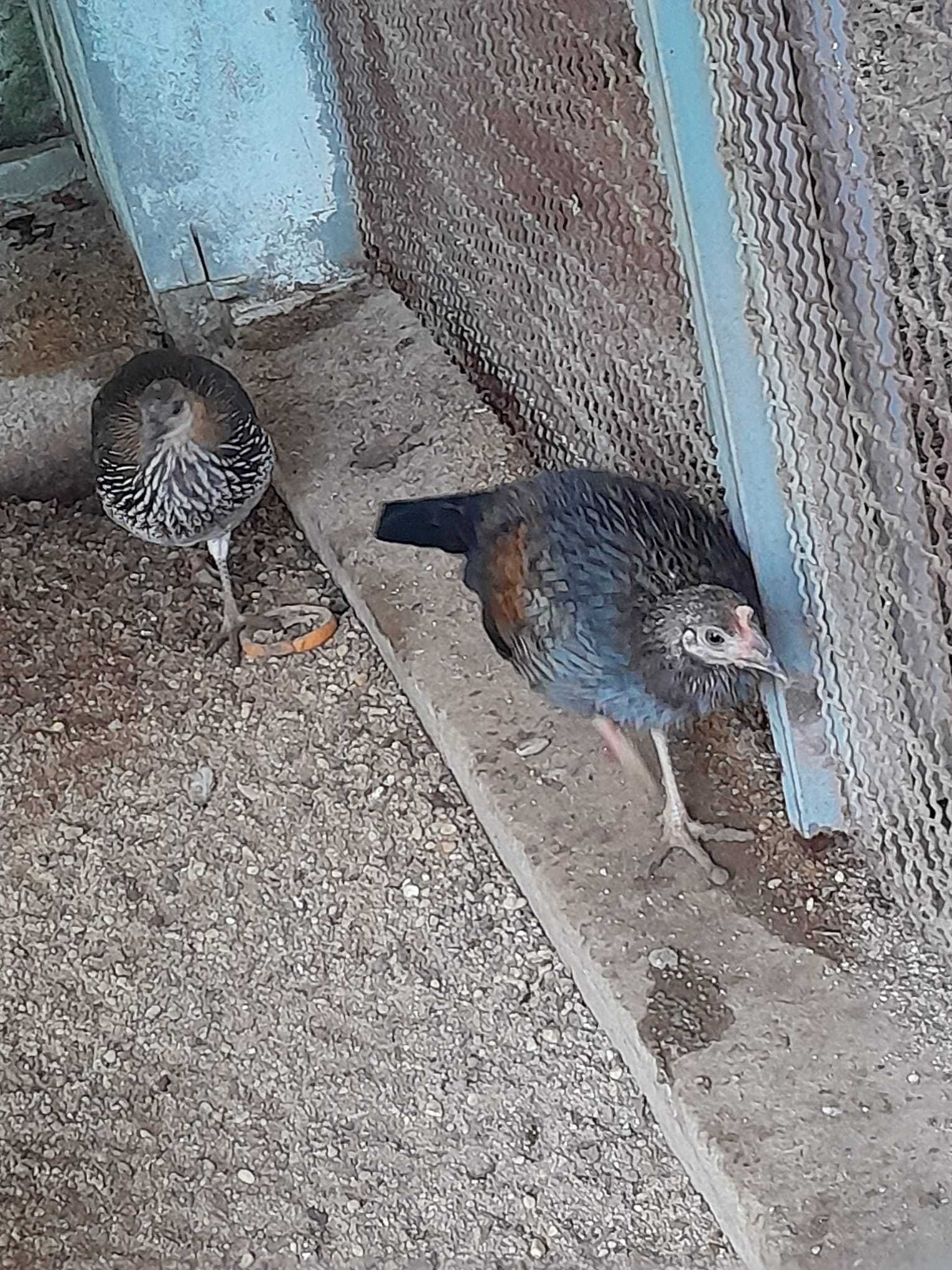 Gallus Sonneratii