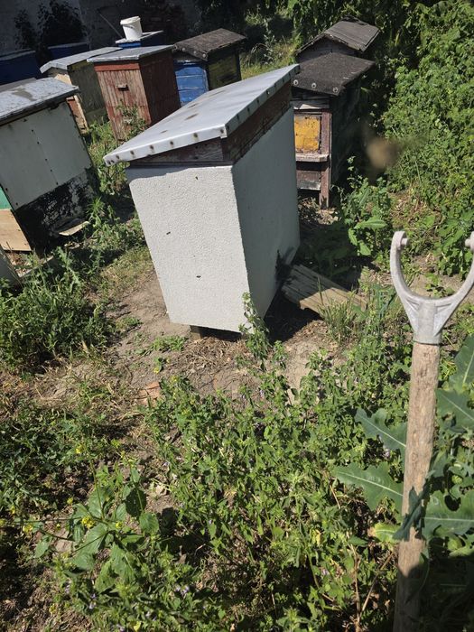 Ule warszawskie z pszczołami.