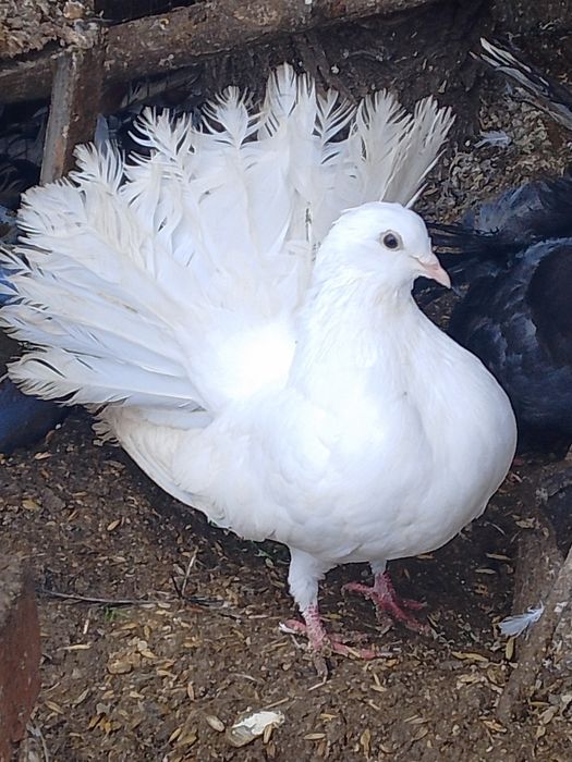 Молоді білі та мрамур