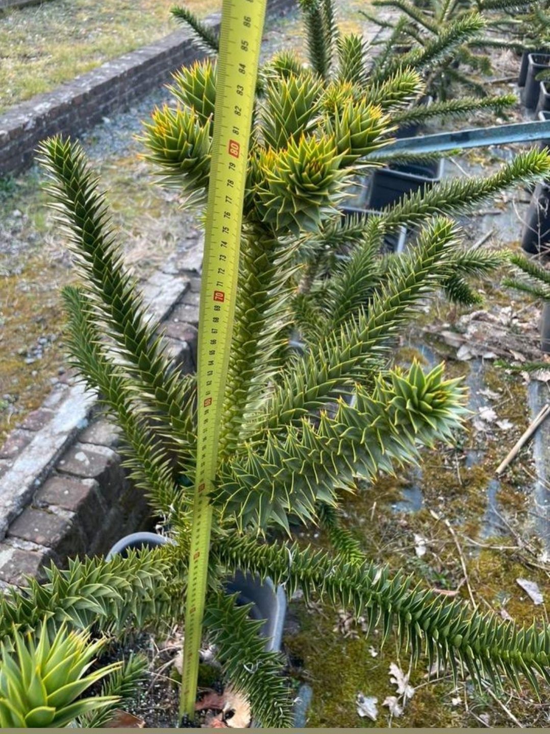 Araukaria chilijska małpie drzewo około 80cm