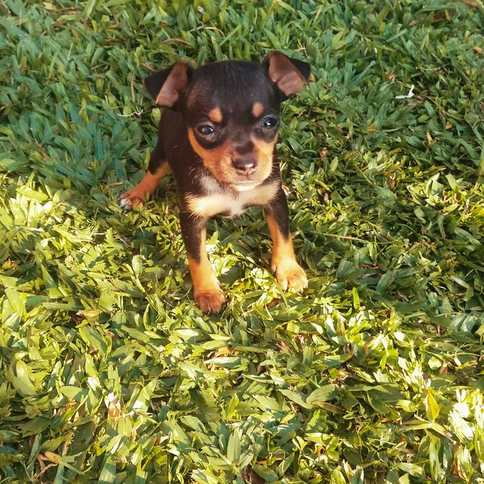 Pinscher mini fêmea