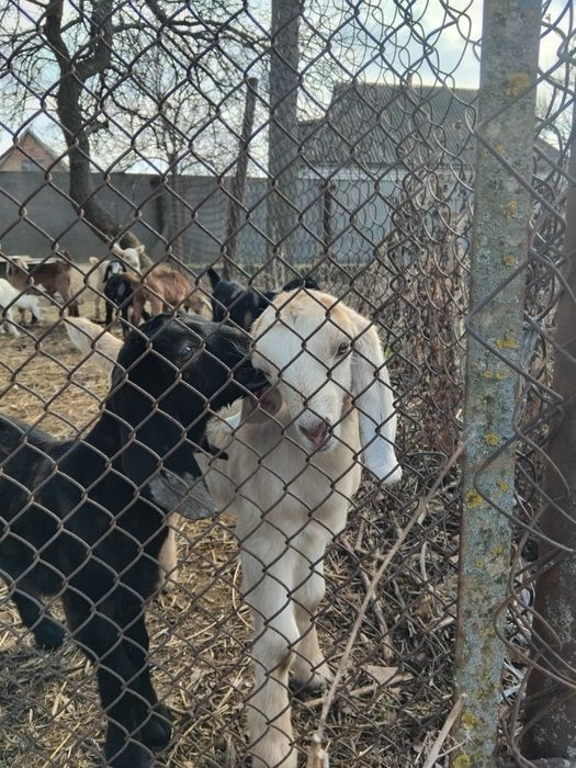 Нубійські козенята