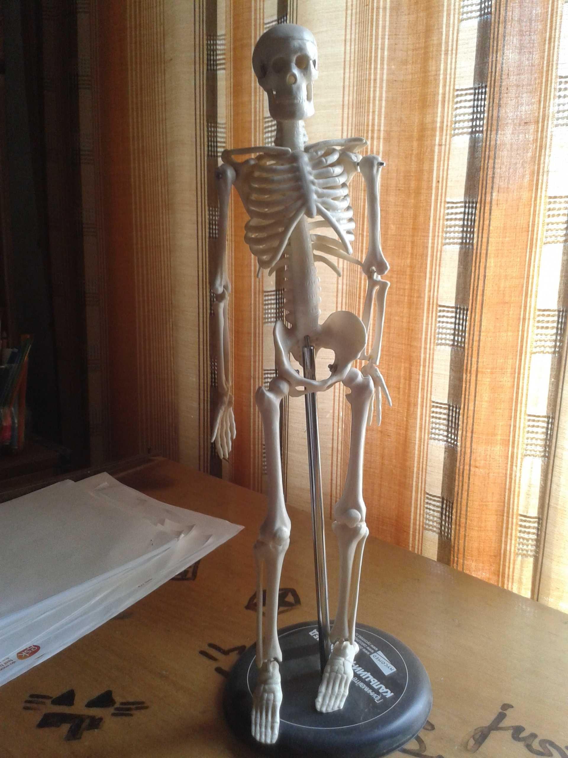 ЙОРИК модель скелета человека 45см учебн\сувенир НОВАЯ в уп-ке