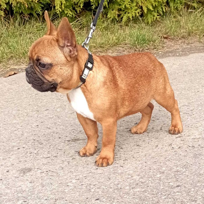 Buldog buldożek francuski piesek ZAKS ZKwP/FCI