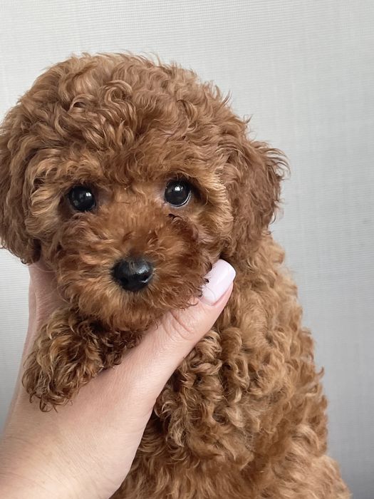 Щенки той пуделя