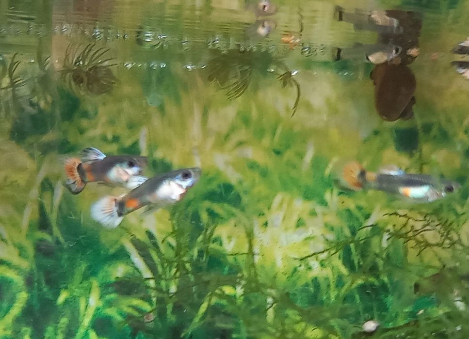 Gupiki Endlera tęczowe  5-15szt