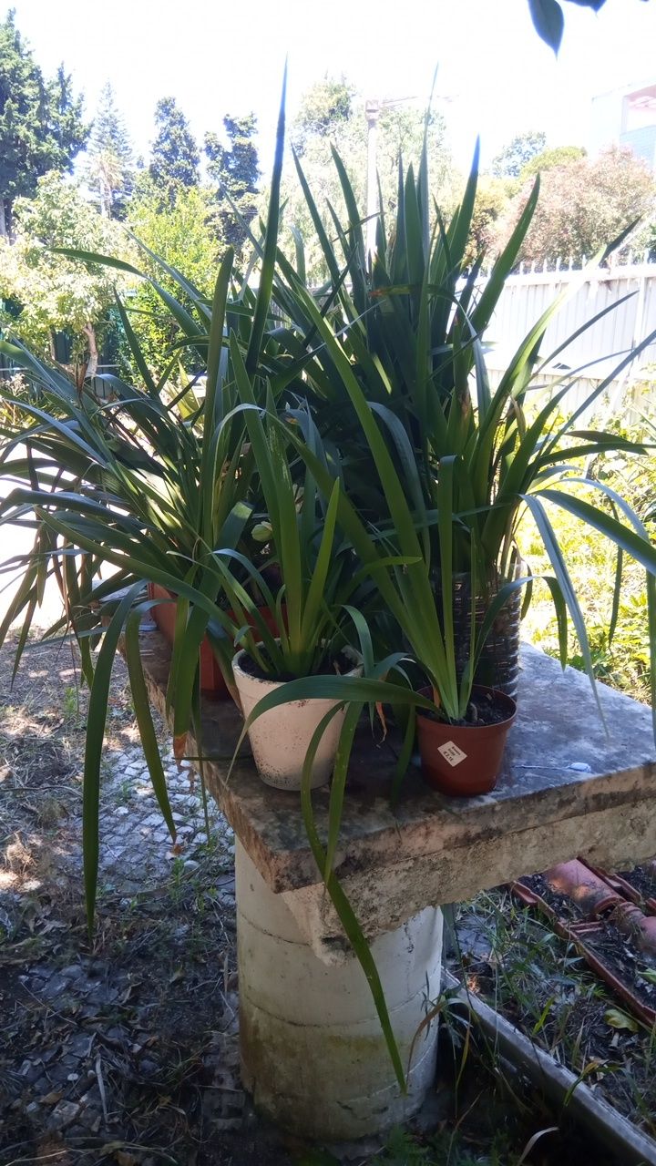 Agapantos em vasos